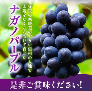 【先行受付】2026年発送 信州産 ナガノパープル 1房（約500g）｜ふるさと納税 松本市  ぶどう 葡萄  ナガノパープル 果物 フルーツ 種無し 新鮮 信州産 先行予約