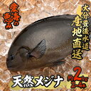 【ふるさと納税】天然 メジナ (約2kg・計2-4枚) 直送 産直 漁師 魚 鮮魚 天然 メジナ グレ 寒グレ 目近魚 白身魚 獲れたて 刺身 煮つけ 塩焼き 冷蔵 豊後水道 大分県 佐伯市 愛海の恵み【CS11】【 (有)丸昌水産】