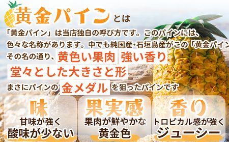 【先行予約】石垣島産 中玉 黄金パイン ２玉 合計約2.6kg《2025年夏季 順次発送》【 産地直送 沖縄 石垣 フルーツ パイナップル パイン 黄金パイン 】 SI-120