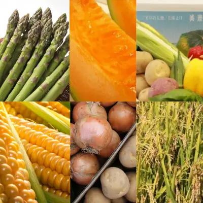 野菜 定期便【令和9年産 先行予約】6回便 野菜セット 美景農園