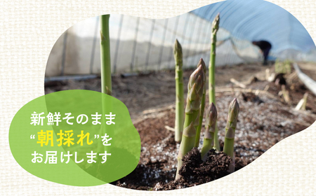 お米農家がつくったアスパラガス L~2L 500g 飛騨市 池本農園 アスパラガス