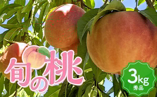 《先行予約 2026年発送》旬の桃 （白桃） 秀品 約3kg 8～12玉  もも モモ 桃 デザート フルーツ 果物 くだもの 果実 食品 山形県 FSY-2527