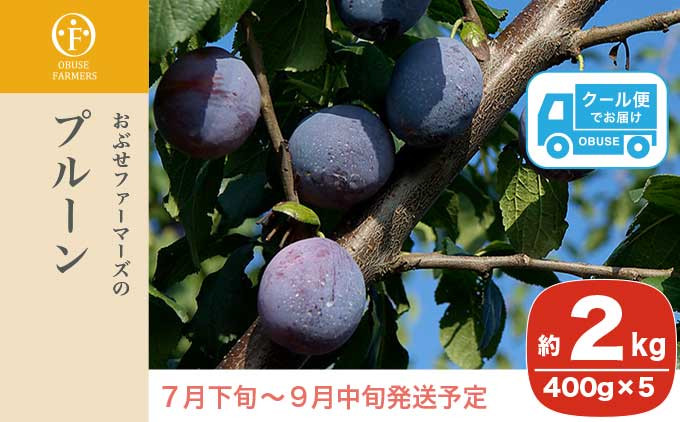 
            プルーン 約2kg ［おぶせファーマーズ］果物 フルーツ 生プルーン 産地 直送  クール便 冷蔵便 長野県産 信州産 令和7年産 【2025年7月下旬〜9月中旬発送】 ［F-21］
          