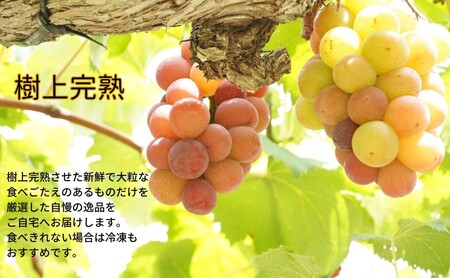 ぶどう 悟紅玉 旧ゴルビー 2房 合計1.0kg以上 産地直送 朝採れ ぶどう 葡萄 岡山 Kawahara green Farm 岡山県産 2026年