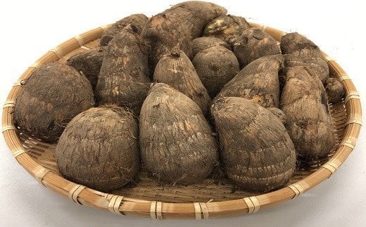 収穫された里芋です