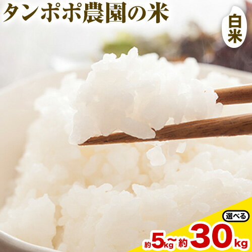 【先行予約】【ふるさと納税】タンポポ農園の米 白米 選べる 5kg 10kg 15kg 20kg 30kg タンポポ農園《10月上旬-11月末頃出荷(土日祝除く)》送料無料 岡山県 浅口市 米 こめ ご飯 コメ