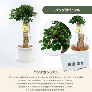 1月上旬～発送【観葉植物】パンダガジュマル8号(前園植物園/055-1452)南国鹿児島県で育った 観葉植物！植物 鉢付 インテリア 室内 オフィス おしゃれ プレゼント ギフト 開店祝い 移転祝い 