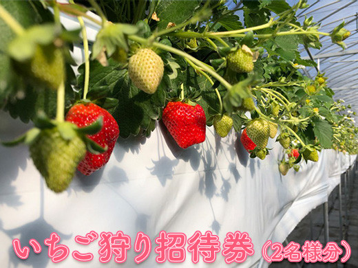 
                  いちご狩り招待券（2名様分）｜苺狩り イチゴ狩り ペア券 冬 春 果物 ※2025年10月上旬～2026年1月下旬頃に順次発送予定
                