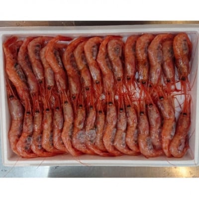 ぷりぷりの浜坂産 船内冷凍「あまえび」500g入り【配送不可地域:離島】【1561585】