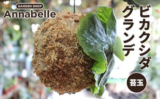 FK7-0193 ビカクシダ グランデ 苔玉 観葉植物 苔玉 植物 プラント 園芸 ガーデニング インテリア