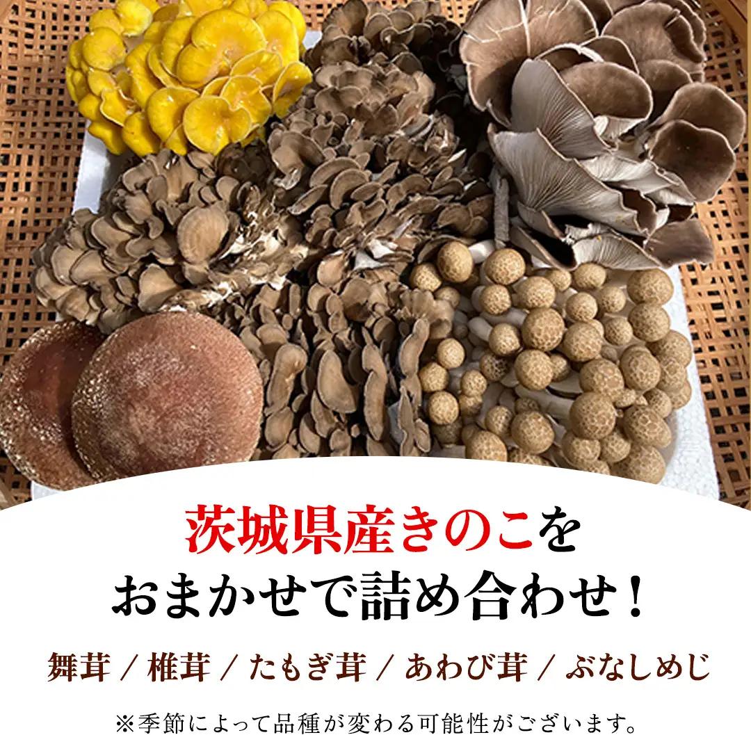 【 6ヶ月 隔月定期便 】 きのこ の 詰め合わせ Sサイズ 約1kg 大容量 キノコ 舞茸 あわび茸 たもぎ茸 しいたけ ぶなしめじ セット 鍋 炒め物 茨城県 城里町産 定期便 (AU010)