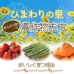 ＜先行予約！2024年5月上旬以降順次発送予定＞一粒そらまめ (約4kg)  まんのう町 特産品 香川県 生もの 国産 果物 フルーツ そらまめ ソラマメ そら豆 空豆 新鮮 冷蔵便 【man102】