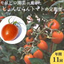 【ふるさと納税】モリヒロ園芸が育てたじょんならんトマトの定期便（年間11回）　【定期便・宇多津町】　お届け：ご寄附（入金）頂いた月の翌月回より年間スタート致します