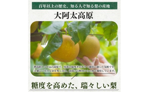 G16【先行予約】二十世紀梨 L ～ 3L サイズ 約3kg 8玉 ～ 10玉 | フルーツ 果物 くだもの 梨 なし 二十世紀 産地直送 果汁たっぷり ジューシー 減農薬栽培 真田園 奈良県 大淀町 メディアで紹介