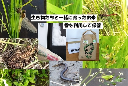 【魚沼ブランド】玄米5kg 3ヶ月連続お届け【有機栽培・生態系保全・再生可能エネルギー・エコファーマー・生産工程管理】魚沼産コシヒカリ