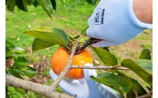 【高島屋選定品】＜中村農園＞三重の安心食材認定　中村農園の次郎柿　大きめサイズ10個（3ｋｇ前後） TSY-05-01
