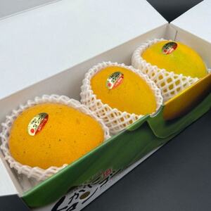 【2026年7月から順次発送・家庭用】名物おじーが作る幻の金蜜マンゴー1kg(2～3玉)【配送不可地域：離島】【1694701】