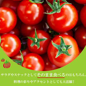 ミニトマト 約1kg 赤い トマト ミニ トマト トマト 予約受付