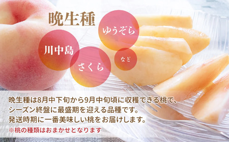 もも 先行予約 桃 福島 大玉村 大きいサイズ ( 3L 〜 4L ) 3玉 (約1kg) 2025年産 8月上旬～9月下旬発送 ｜ 令和7年産 農家直送 もぎたて 朝獲れ 菊地果樹園 福島県 大玉 
