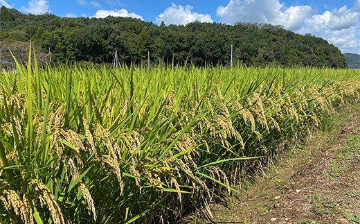 令和8年産 栃木県足利市産 新米 ミルキークイーン10kg〈5kg×2袋〉 精米 白米 米 こめ ごはん 食品 栃木県 足利市 F7Z-2022