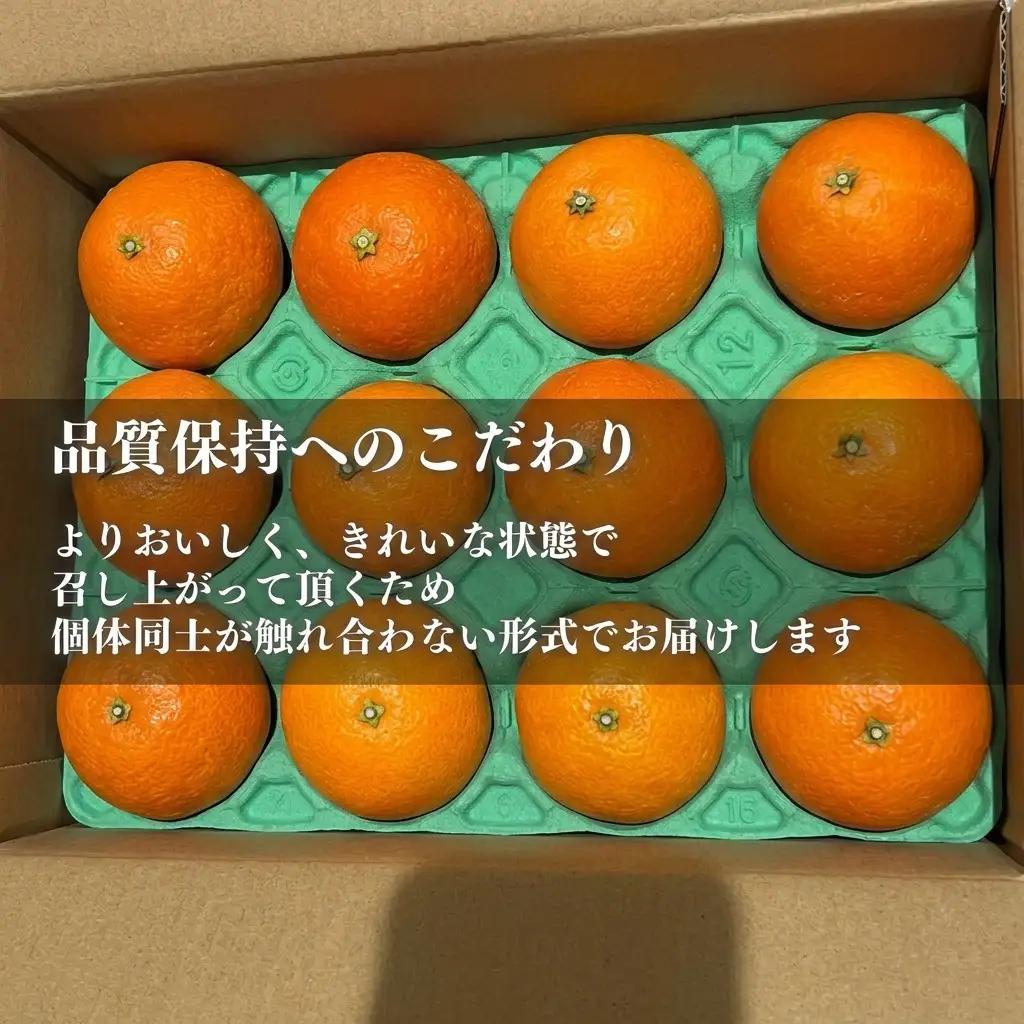 愛果28号 みかん 紅まどんな同品種 愛媛県産 愛果28号【約2.5kg】【先行予約】