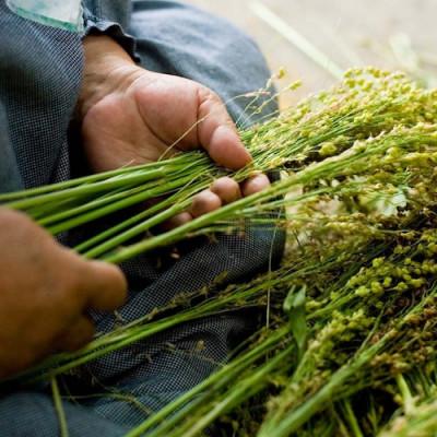 ふるさと納税 岩手県 南部箒　和洋服箒　レザー(柄の色はお任せ) |  | 03