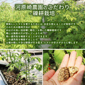 ミニトマト プチルージュ 約1.2kg トマト