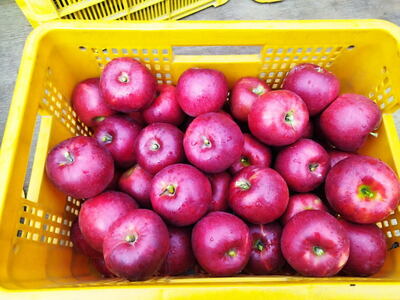 長野県産りんごジュース 1L (ふじ3本・紅玉1本) |  りんご 佐久市　