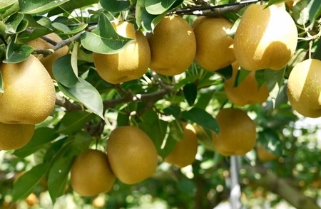【先行予約】栃木県芳賀町産「王秋」約5kg | 果物 フルーツ 梨 ※2026年10月中旬～11月上旬頃に順次発送予定 ※離島への配送不可