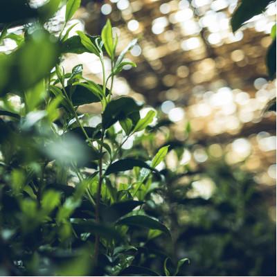 ふるさと納税 八女市 八女伝統本玉露ボトリングティー  特別抽出茶 |  | 03