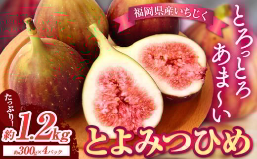いちじく 福岡県産 ブランド いちじく とよみつひめ 約1.2kg (約300g×4パック) 【配送不可地域あり】【着日指定不可】 《8月中旬-9月末頃出荷(土日祝除く)》 福岡県 鞍手郡 小竹町 いちじく イチジク 果物 フルーツ 送料無料