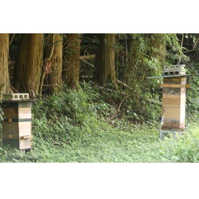 ふるさと納税 牟岐町 牟岐ハニー　日本ミツバチの百花蜜　600g |  | 01
