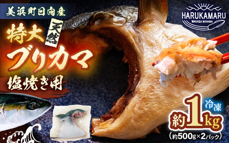 【先行予約】天然 ぶり 特大 ブリカマ (塩焼き用) 約1kg (約500g × 2パック) 美浜町日向産【2026年12月下旬以降順次発送予定】【 ブリカマ 】[m36-a016]