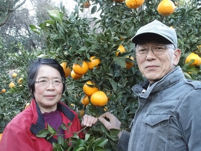 [2025年12月下旬頃から発送] 温州みかん 5kg｜先行予約 みかん フルーツ 果物 柑橘 [0535]