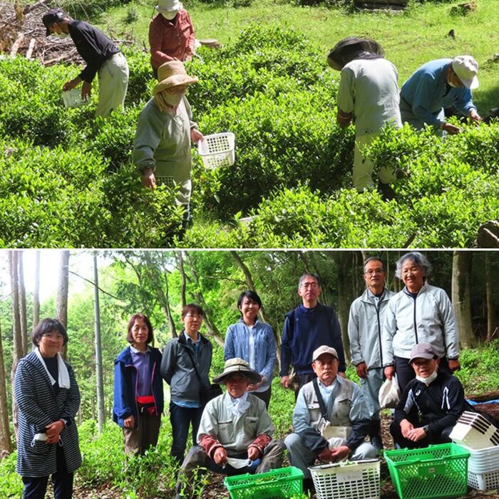 【先行受付】黒谷茶るま赤（鷹の爪25g1袋付き） だるま お茶 茶葉 057002