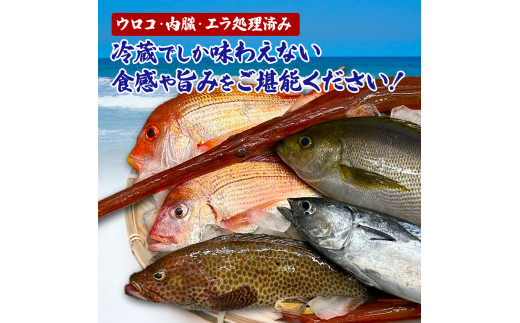 〜四国一小さなまち〜 土佐の朝どれ「旬」地魚詰め合わせ（2〜3人前）朝獲れ 旬 鮮魚 魚 魚介 海鮮 海の幸 さかな 鮮度 セット おまかせ お任せ ウロコ・内臓・エラ処理済み