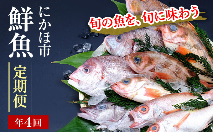 鮮魚 定期便 年4回 開けたらすぐ食べられる日本海の鮮魚 2～3人前 セット 魚 詰め合わせ 海鮮セット 食べ比べ 鮮魚ボックス 海鮮 海産物 海の幸 魚介 魚介類 刺身 切り身 ひらめ 鯛 甘エビ 鯵 あんこう 鮭 カレイ ハタハタ 鱈 ズワイガニ 冷蔵 定期