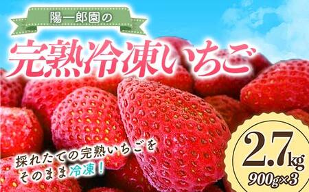 【4月発送】陽一郎園の完熟冷凍いちご 2.7kg【令和4年群馬県いちご品評会銀賞受賞】 F4H-0661