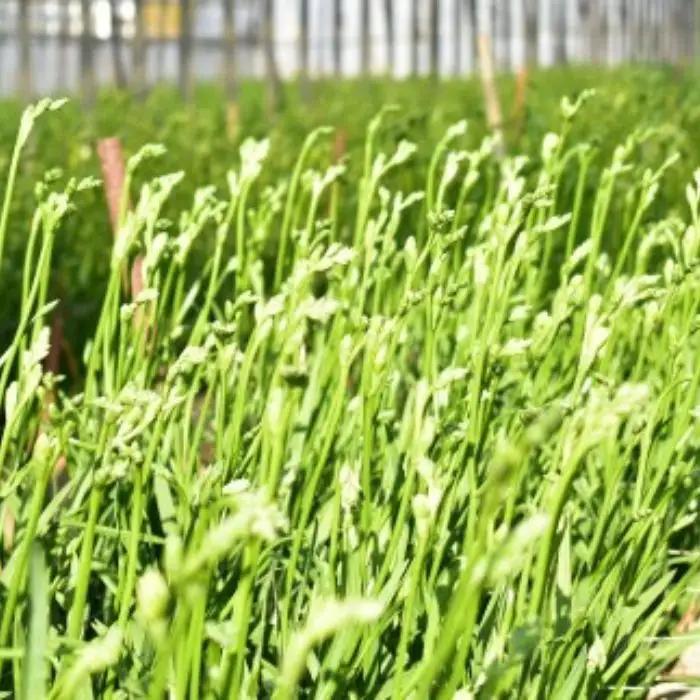1月発送：優しい香り【フリージア】白色　50本