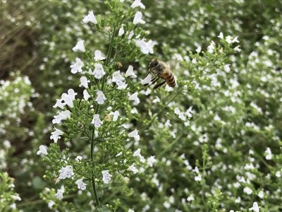 GE-05　無農薬ハーブ園から採取した超希少な日本ミツバチの蜂蜜