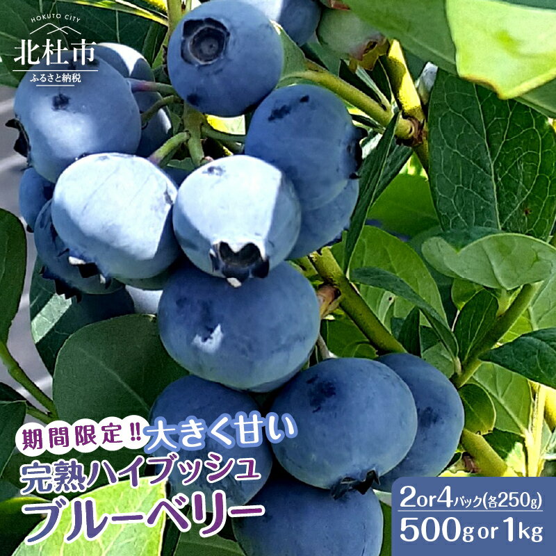 【ふるさと納税】 ブルーベリー 完熟 大きい 【2026年先行予約】 選べる容量 計500g 計1kg ハイブッシュ・ブルーベリー 甘い フルーツ くだもの 冷蔵 期間限定 6月～7月発送 山梨県 北杜市 送料無料