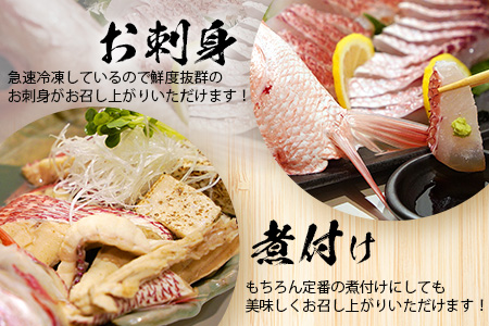 【予約受付】【2024年3月以降順次発送】高級ブランド魚 尖閣赤マチ 1尾 約1kg 下処理済【沖縄三大高級魚】 GK-3