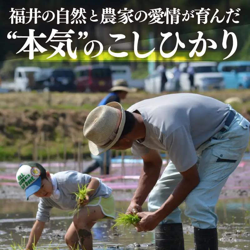 【先行予約】【令和8年産・新米】定期便 ≪3ヶ月連続お届け≫ こしひかり 5kg × 3回（計15kg）【玄米】【2026年10月中旬以降順次発送】 [e26-d002_02]
