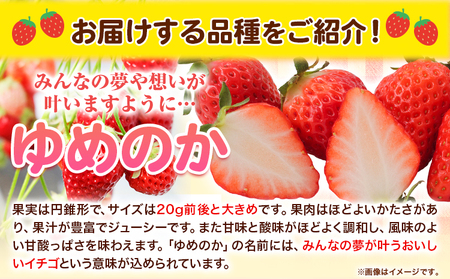 朝摘みいちご ゆめのか 280g×4パック 高地栽培 味采市場 《1月末-3月末頃出荷予定》 熊本県南阿蘇村 味采市場 いちご 苺 イチゴ フルーツ くだもの 果物