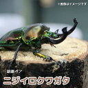 【ふるさと納税】サステナブル ニジイロクワガタ オス メス 成虫ペアセット　クワガタ 成虫 ペア セット 生体 日本国産 国産 虫 昆虫 生き物 生物 子供 趣味 男の子 ペット 育成 観察 学習 自由研究 京都府 南丹市　お届け：2024年7月～8月に出荷