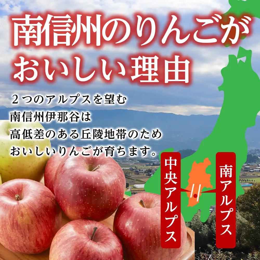 爽やかな風味！【南信州産】シナノゴールド 約5kg 10～18玉＜2026年10月下旬より発送＞
