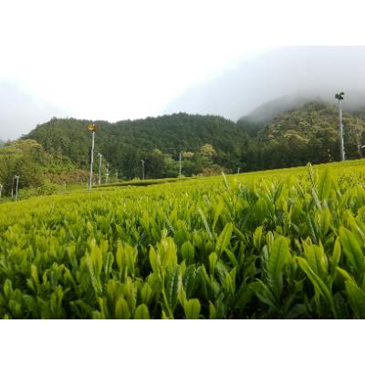 ふるさと納税 川根本町 若摘み高級緑茶 新鮮パック |  | 01