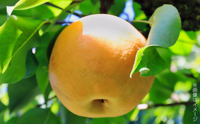 【先行予約】 川渕果樹園 豊水梨 約4kg 家庭用 〈2025年10月～発送〉 / 梨 なし ナシ 豊水 果物 フルーツ デザート 夏 秋 ヘルシー 健康 水分補給 【株式会社Dorago】 [ATA