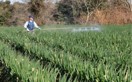 【先行予約】【12月上旬から発送】九十九里の潮風と太平洋の海水で育てたブランドネギ 九十九里海っ子ねぎ 約5kg SMBQ002