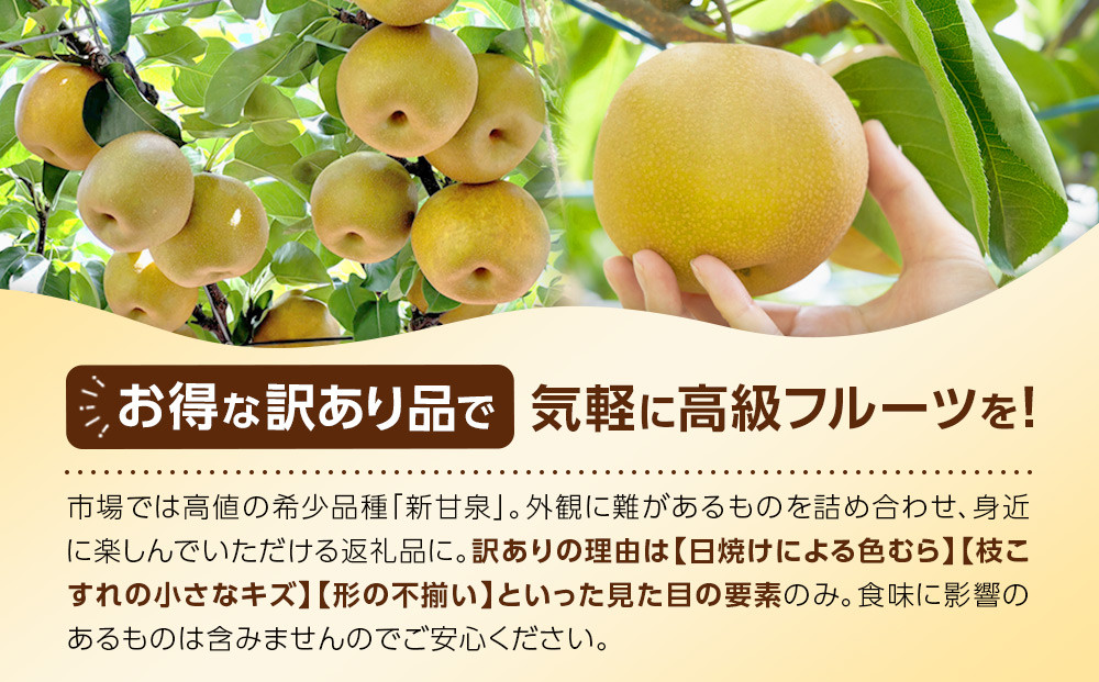 1255.【2026年度発送先行予約】訳あり　新甘泉　3kg